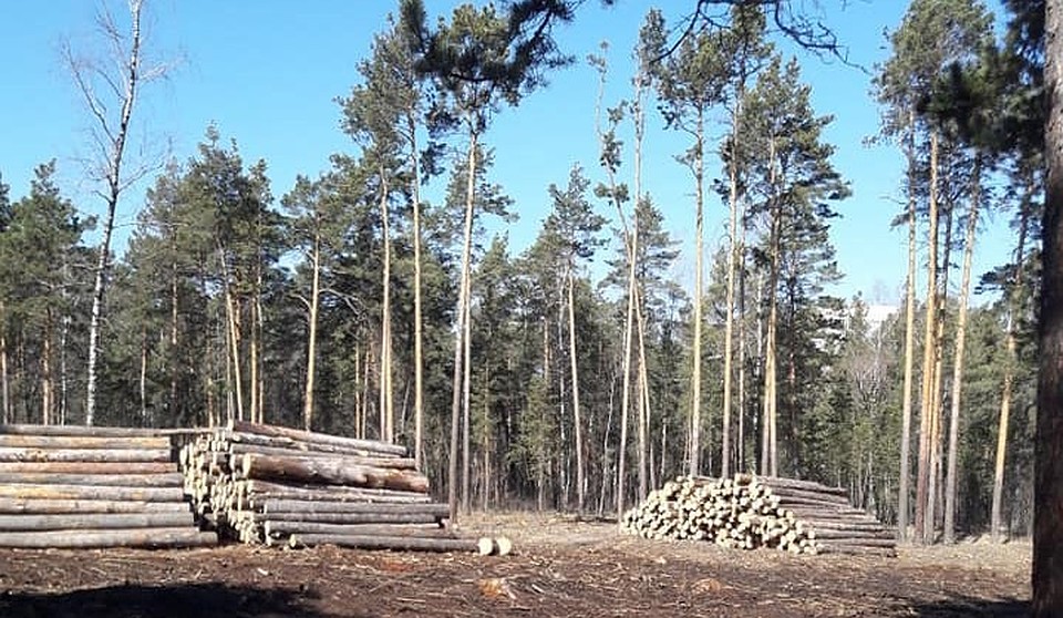 Стволы на месте рубки уложены аккуратными штабелями. Фото: соцсети.