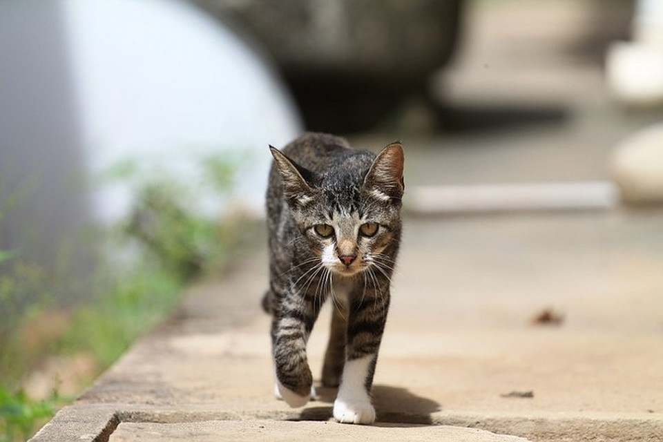 Кошки доставляют спасателям немало хлопот. Фото: wikipet.ru