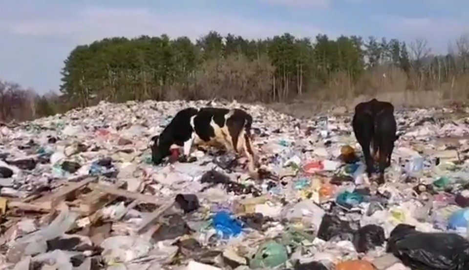 Откуда взялась свалка в центре нацпарка?
