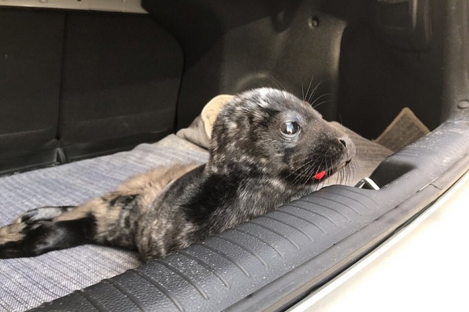 В Кировске спасли маленького нерпенка. Фото: vk.com/sealrescue