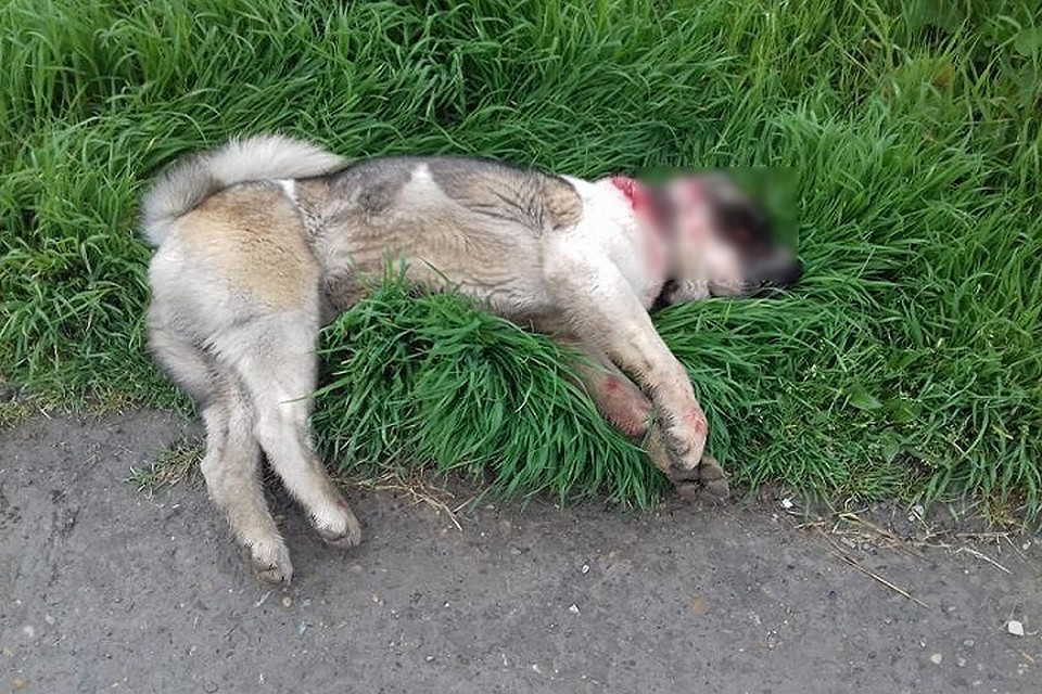 Собаку застрелили из табельного оружия\ФОТО: Блокнот Новороссийск