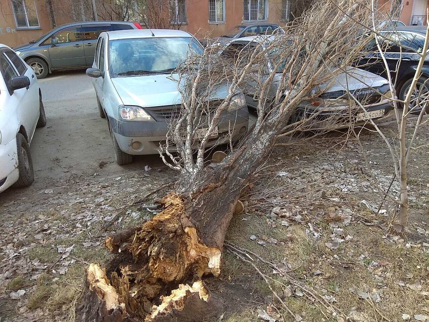 В Омске из-за ветра дерево упало на припаркованные машины
