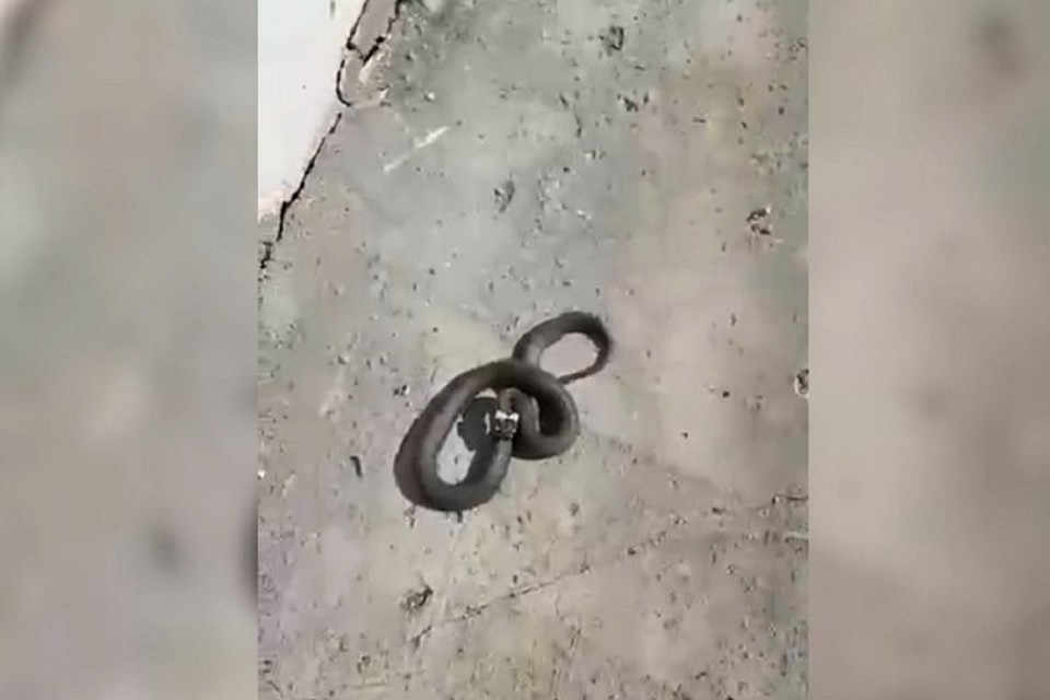 Фото: скриншот с видео