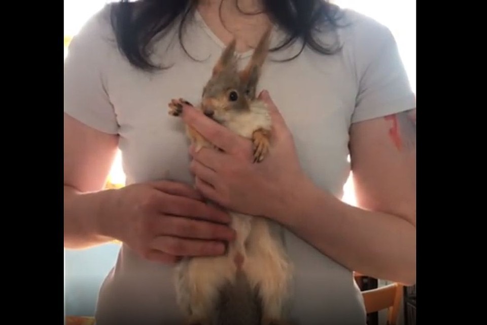 Стоп-кадр с видео: https://www.instagram.com/squirrel_sonya.