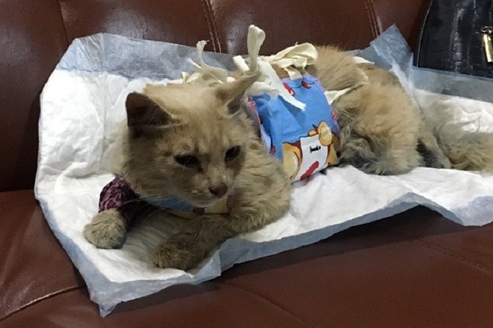 Кошке, которая пострадала после "встречи" с охранником вуза в Петербурге, сделали операцию