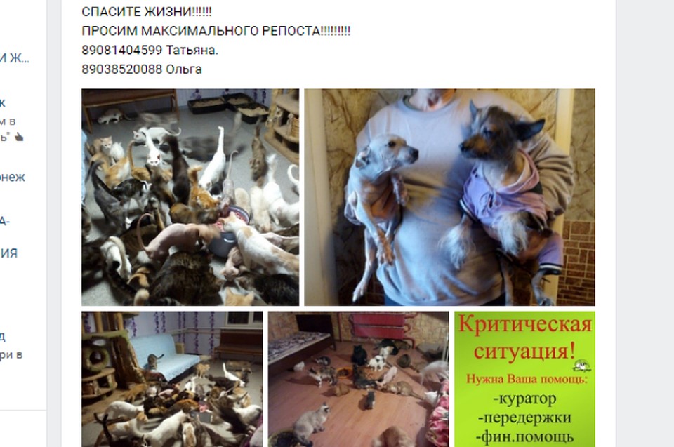 Множество собак и кошек остались без хозяйки.