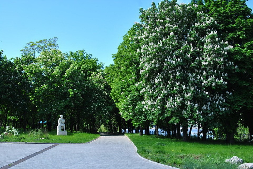 В Донецке зацвели каштаны