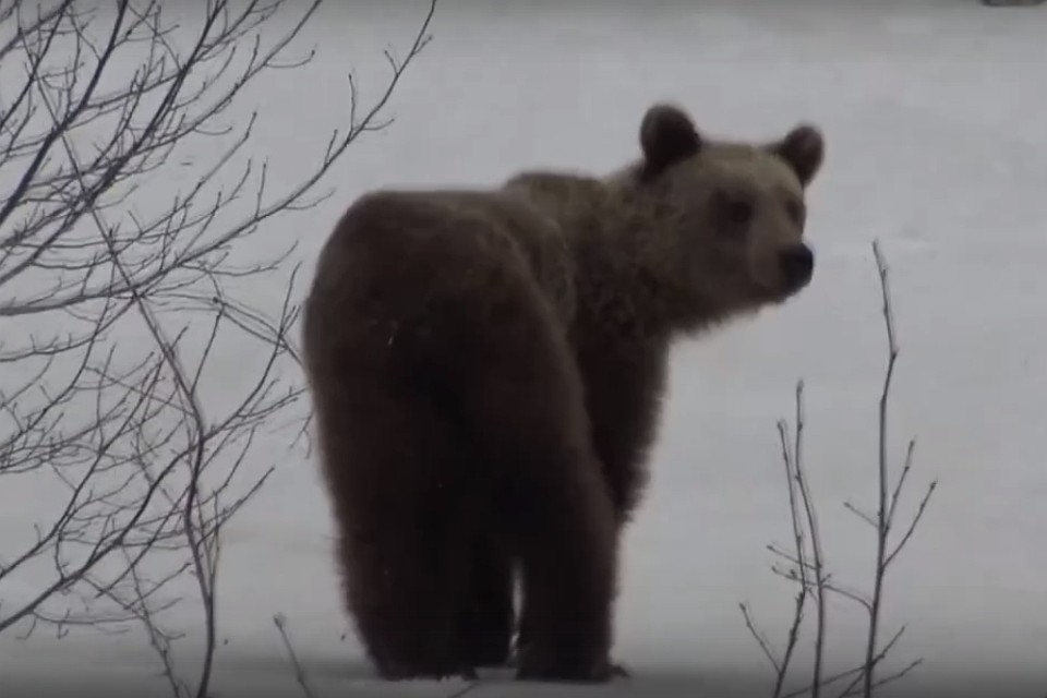 Фото: скриншот видео.