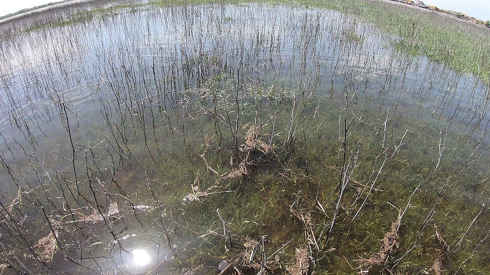 Вода, едва добравшись до нерестилищ, уже начала уходить. А значит, икра, которую отнерестила рыба, погибнет. Фото с сайта КаспНИРХа.