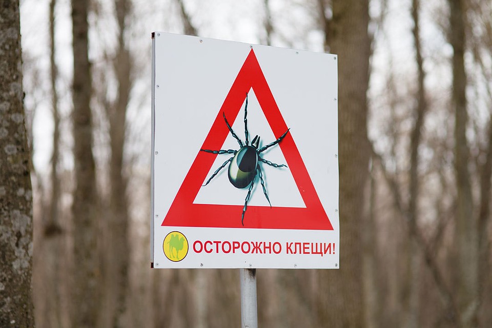 Плакат "Осторожно клещи!"