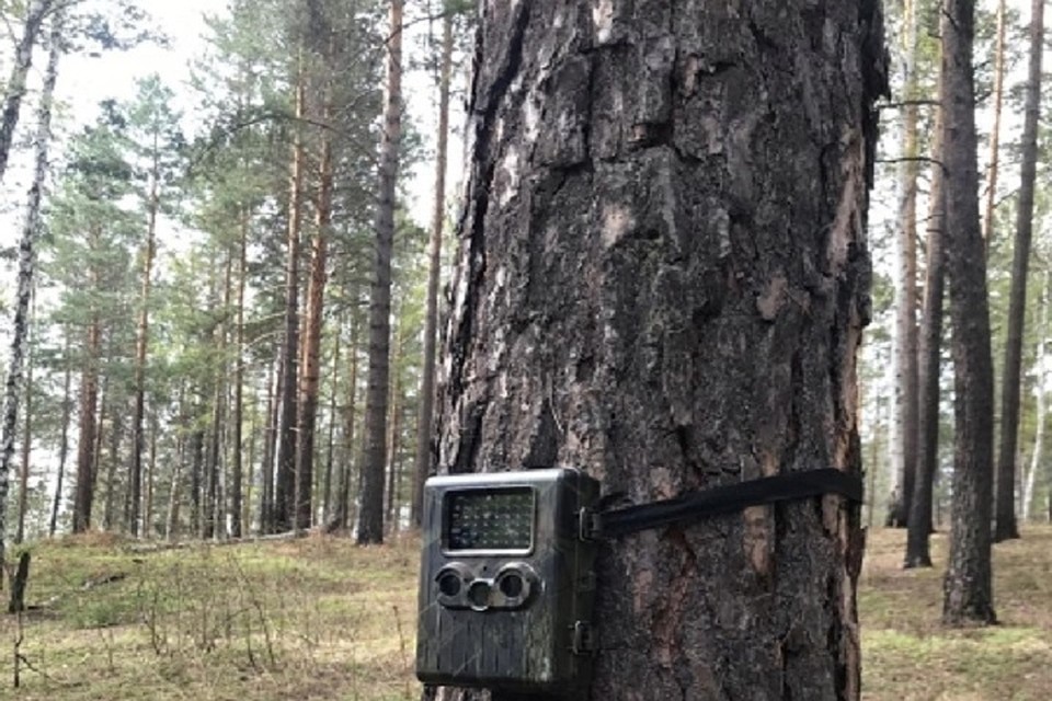Камеры устанавливают в лесах Иркутска. Фото: администрация Иркутска