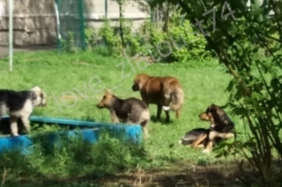 Жильцы давно жалуются на собак в этом дворе. Фото: группа во ВКонтакте «Любимый Златоуст»