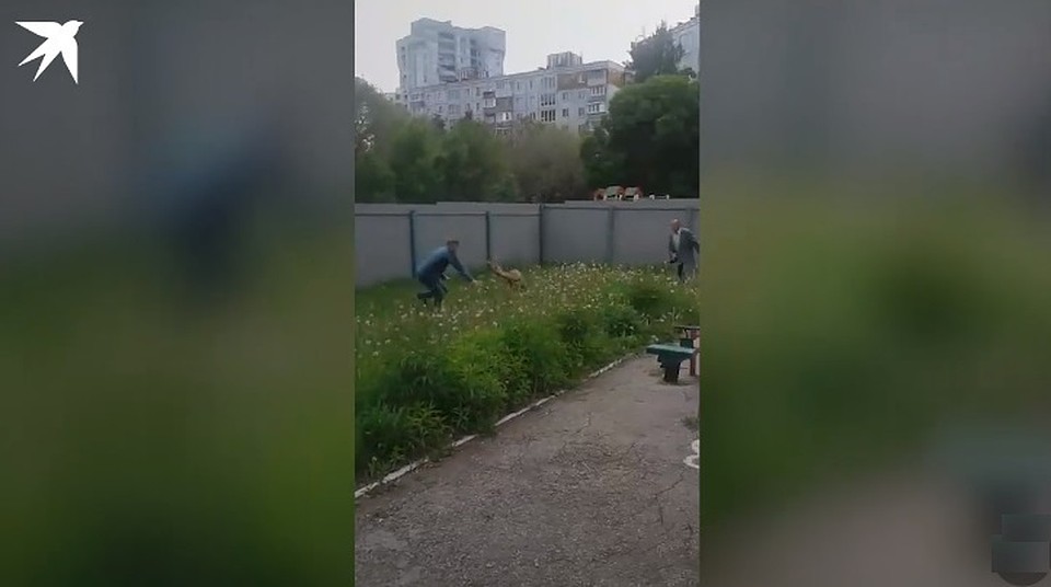 Оленёнка отправят в Кинельский район