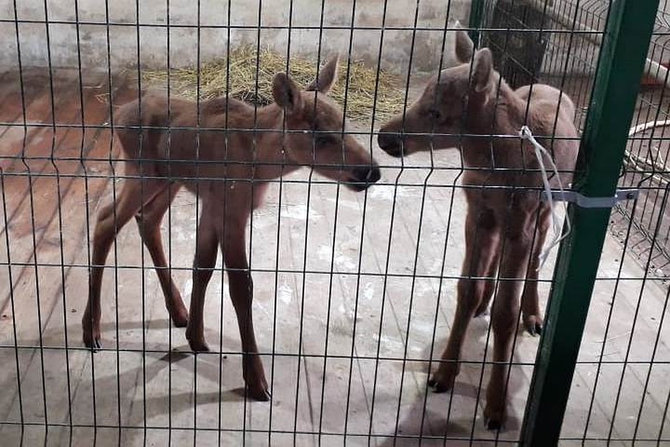 Сразу двух маленьких лосят выхаживают алтайские ветеринары