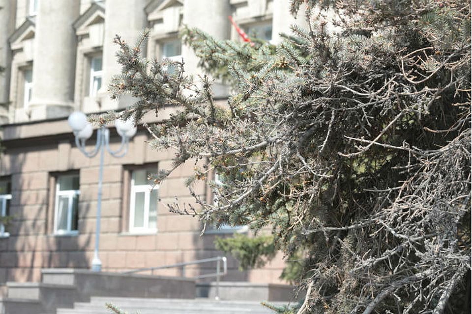 Голубые ели в центре Красноярска могут погибнуть. Фото: Александр ЧЕРНЫХ.