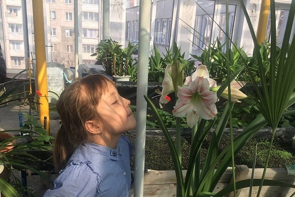 В красноярской школе дети выращивают кофейное дерево, монстеру и лимоны. Фото: пресс-служба управления образования Красноярска
