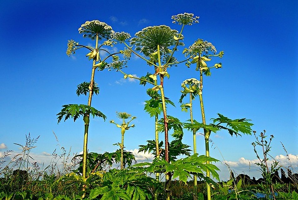 ФОТО: pixabay.com.
