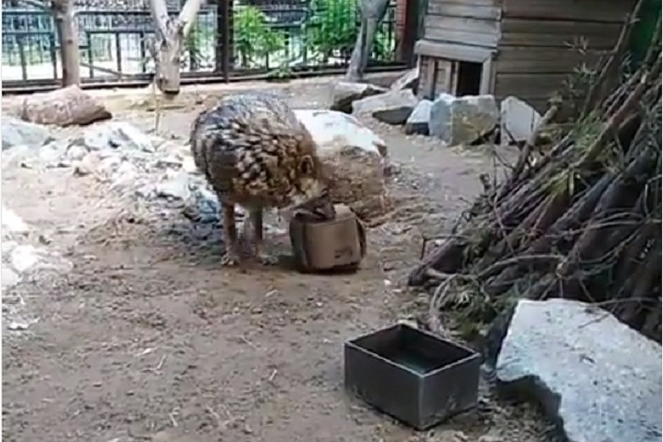 Шакал Тесса зверь забавный и, кажется, весьма упитанный. Фото: скрин с видео