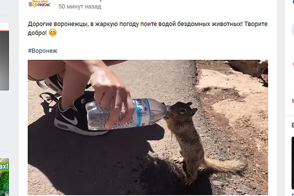 Белочку напоили, помощи добрых людей ждут другие животные.