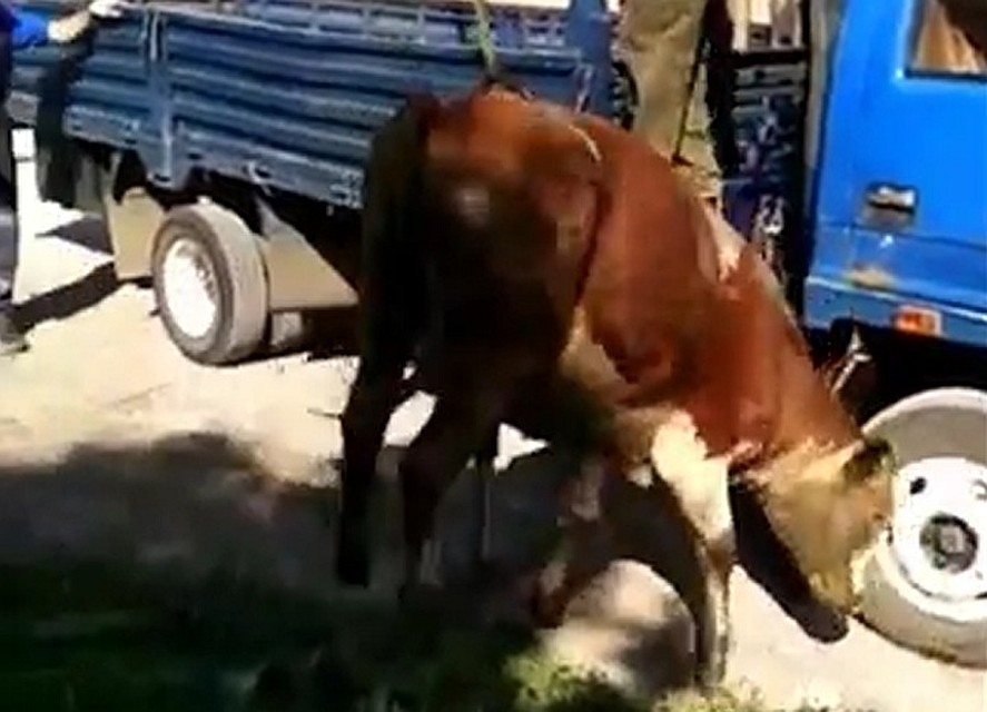 Фото: скриншот видео