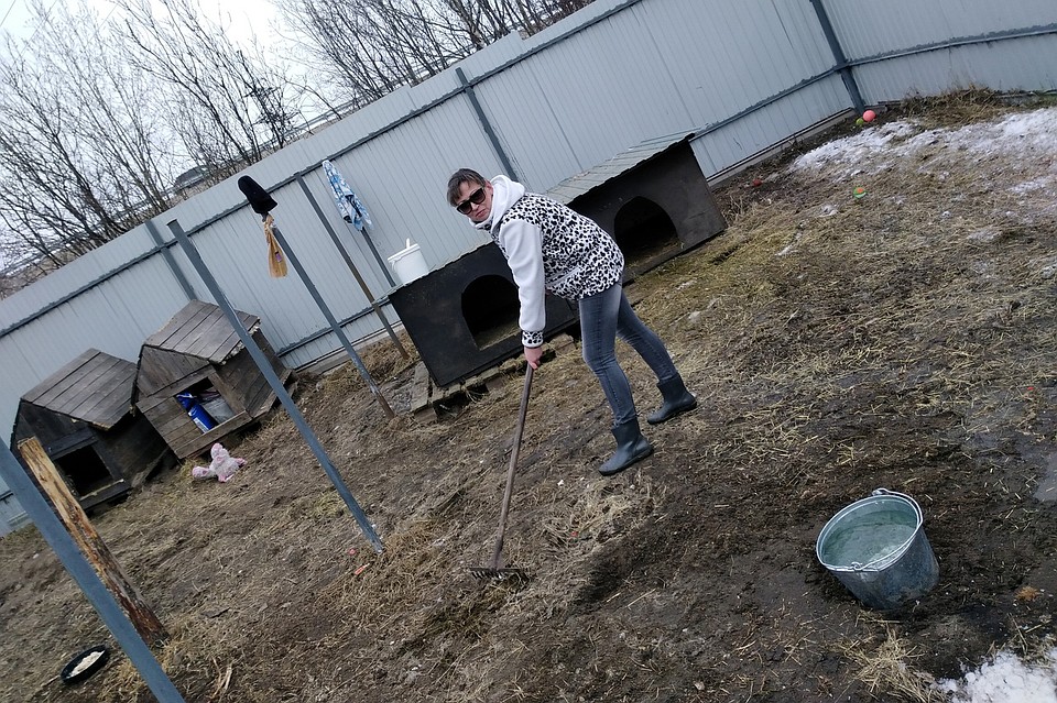В реконструкции вольера для двух собак поможет администрация города. Фото: Помощь бездомным животным г. Полярные Зори
