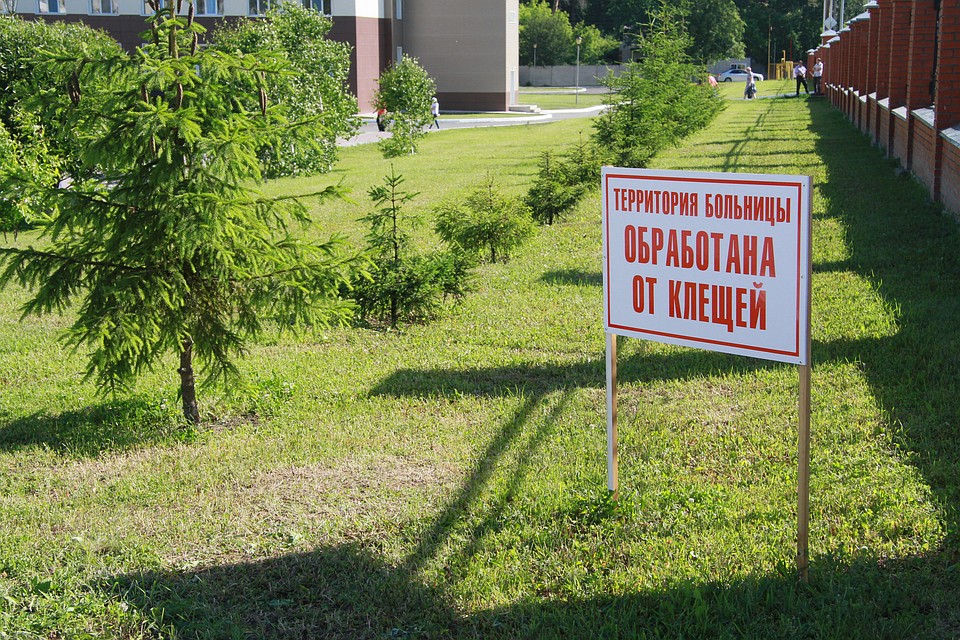 В Алтайском крае отмечается пик численности и активности клещей.