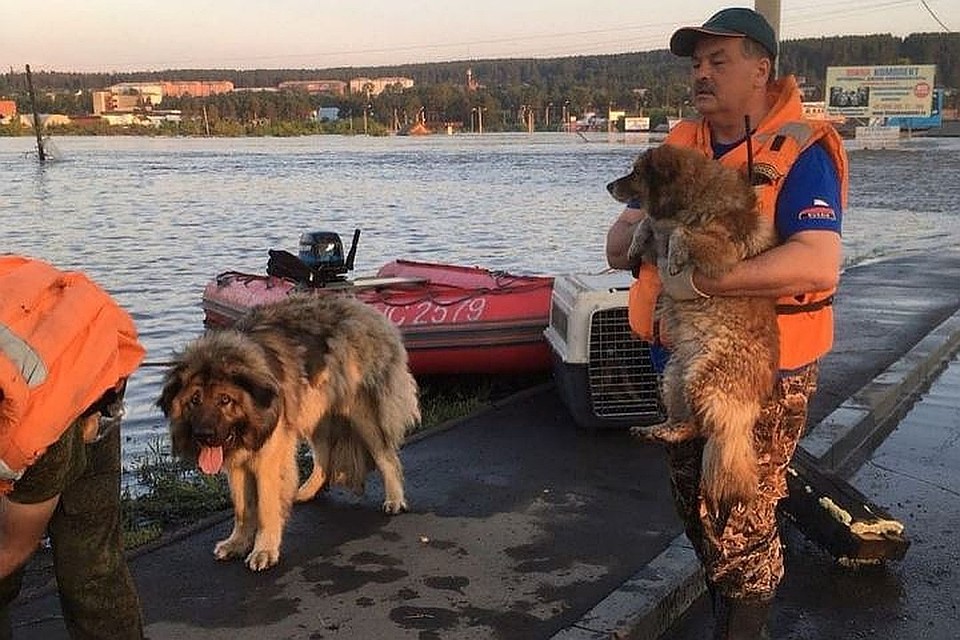 Спасают в зонах наводнения Иркутской области и животных