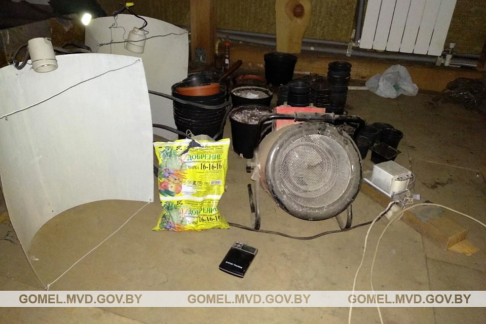 Гомельчанин выращивал марихуану на чердаке дома. Фото: УВД