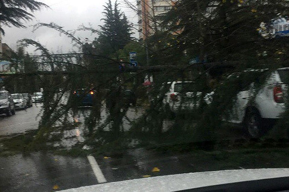 В один из ураганов в Сочи уже падали деревья