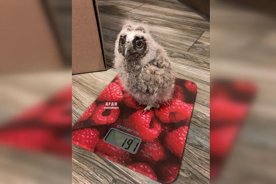 Старшему совенку всего три недели. Фото: vk.com/birds54.