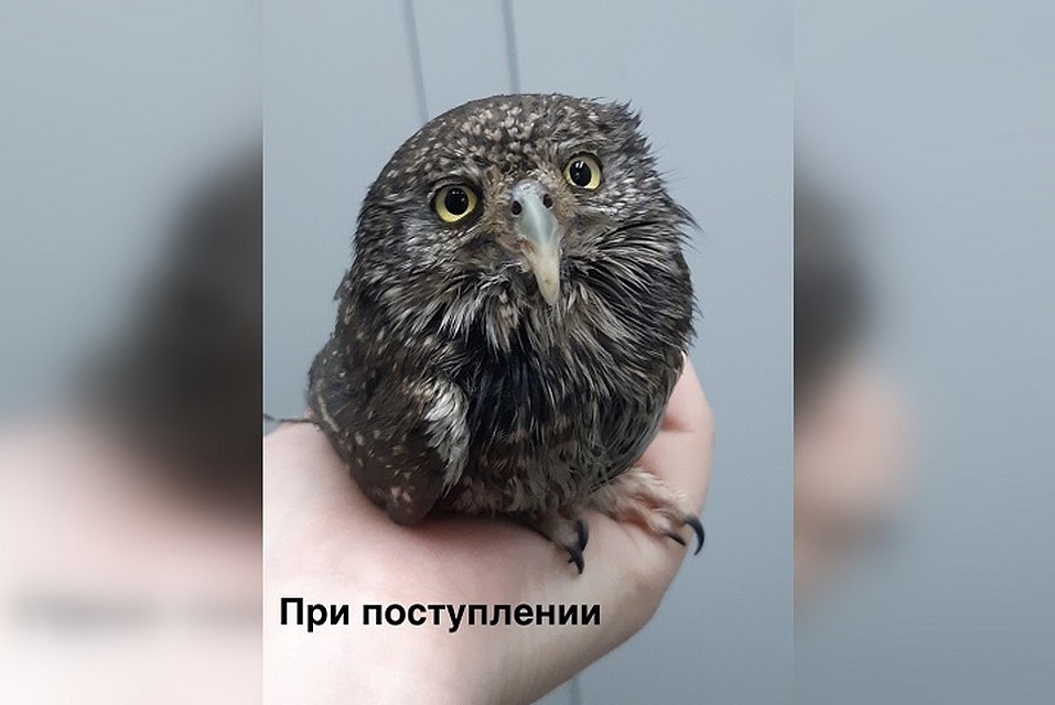 Так выглядел воробьиный сыч, когда попал к новосибирским волонтерам. Фото: Алиса Богомолова