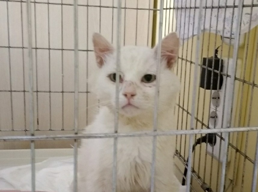 Спасите Беляша. В Красноярске ищут хозяев коту, которого выкинули в лесу жестокие хозяева Фото: соцсети