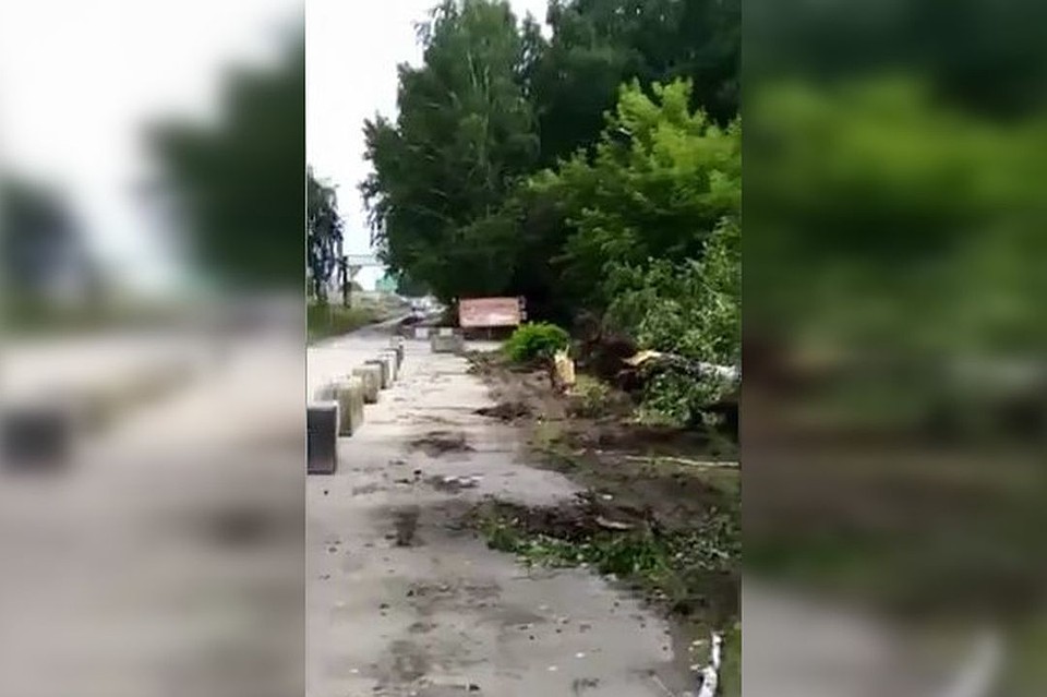 Жители Оби возмутились вырубке деревьев в аллее возле Толмачево. Стоп-кадр с видео: "Гражданский патруль".