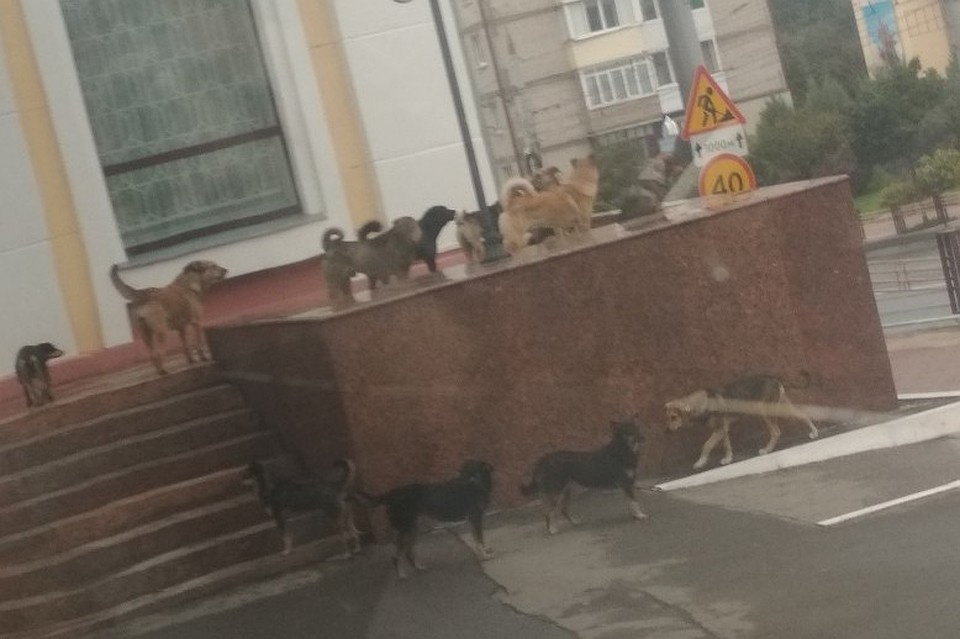 Четвероногие свободно прогуливаются на набережной, площади Партизан и площади Ленина. Фото: "Типичный Брянск"