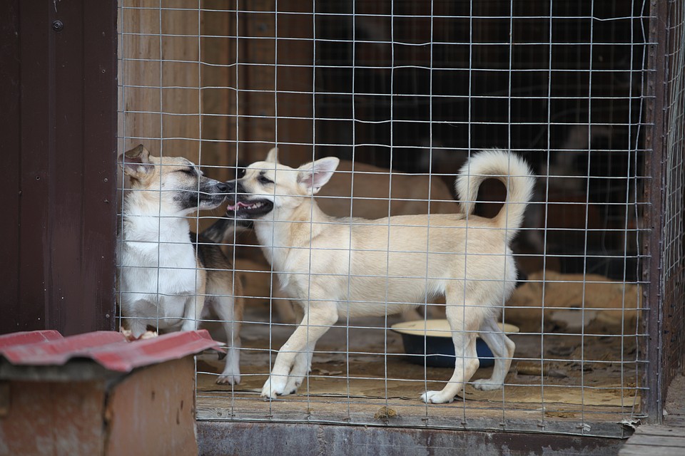 Собаки в приюте