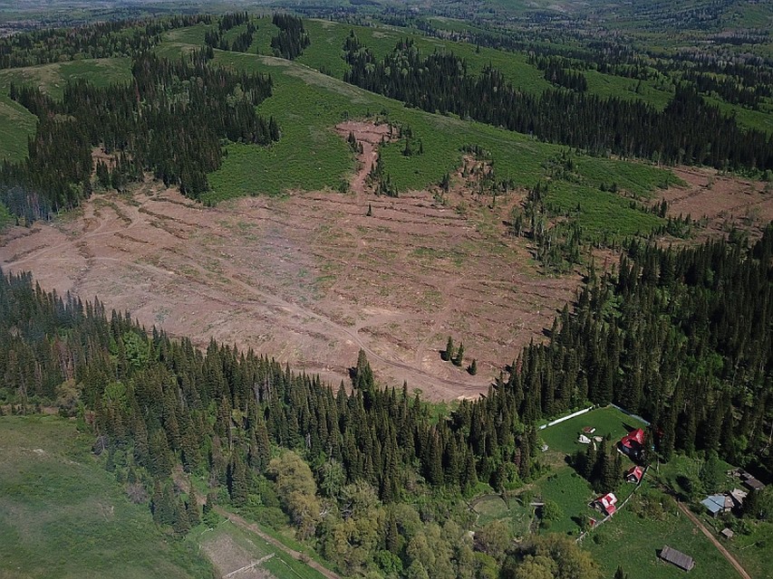 Вырубки в Змеиногорском районе. Фото: onf.ru