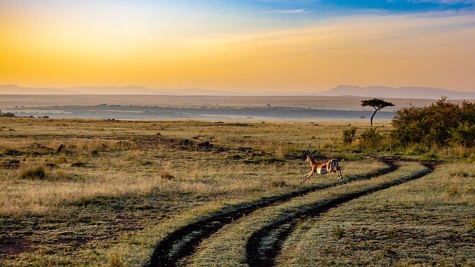 Фото: pixabay.com