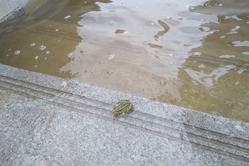 Уровень Амура в Хабаровске 13 августа 2019: вода поднимется до шести метров