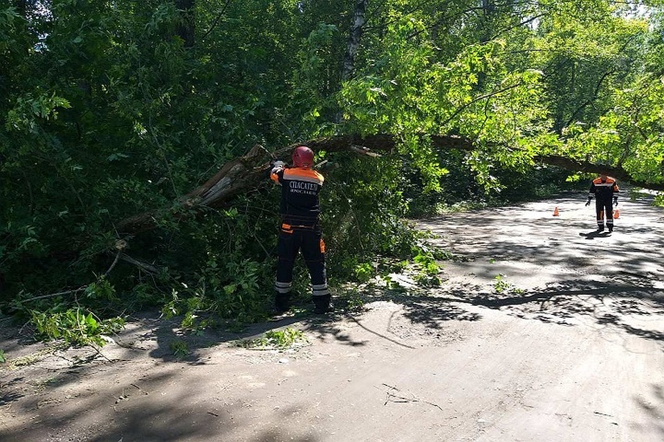 Дерево распилили с помощью бензопилы «Штиль». Фото: ЦГЗ Ярославль.