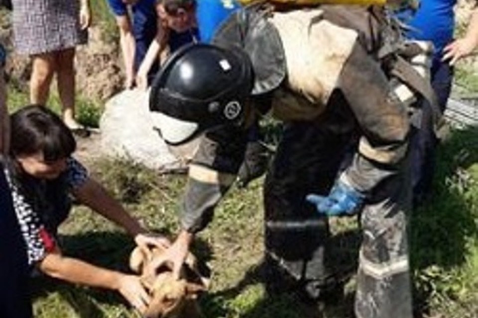 Спасатели пожалели живое существо, не оставили в беде. Фото: ЛИЦ