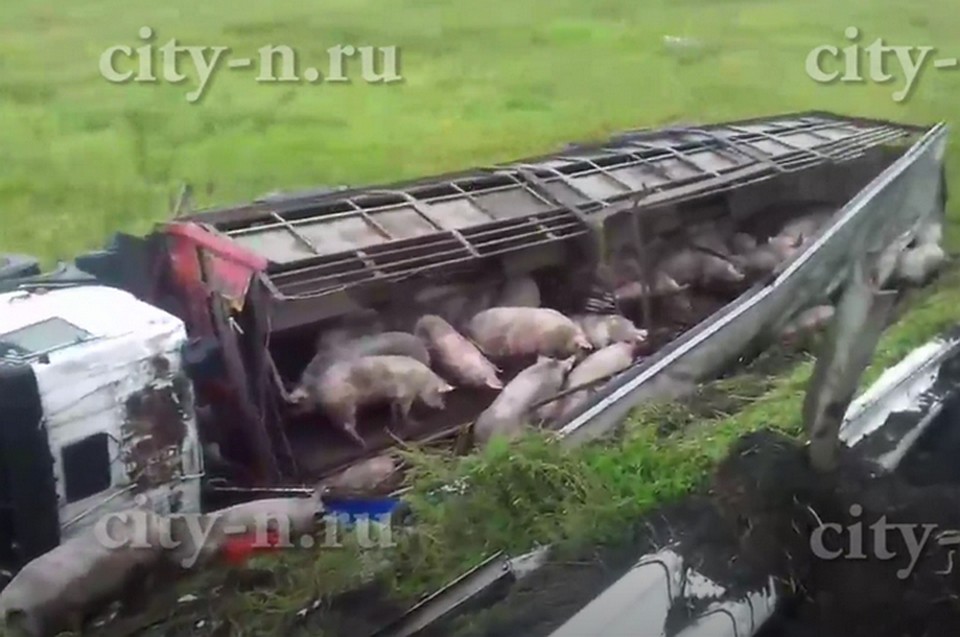 Фура с поросятами перевернулась под Новокузнецком. ФОТО: кадр видео city-n.ru