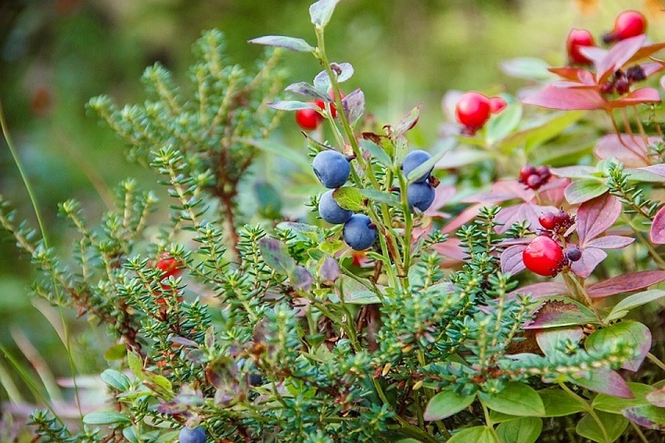 В лесу сельчанин жил на одних ягодах и лесной воде. Фото: pixabay.com.