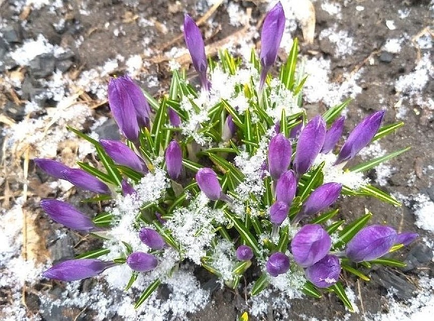 Заморозки на Алтае