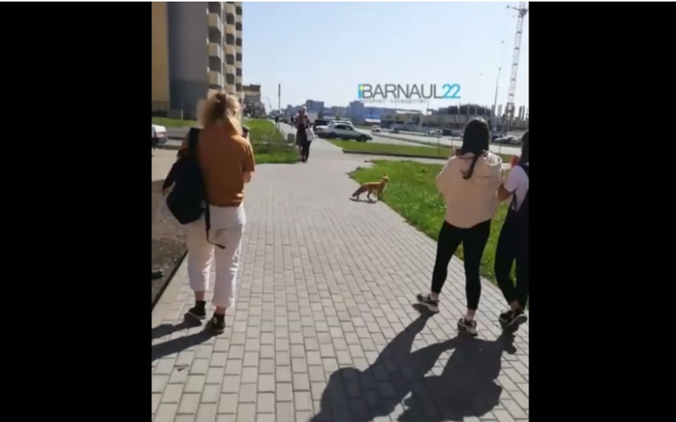 Фото: скриншот видео из группы "Барнаул 22"
