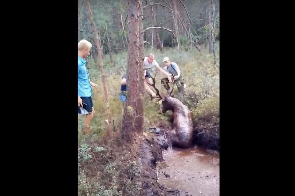 Олень был так измучен, что даже не мог встать на ноги. Фото: стоп-кадр.