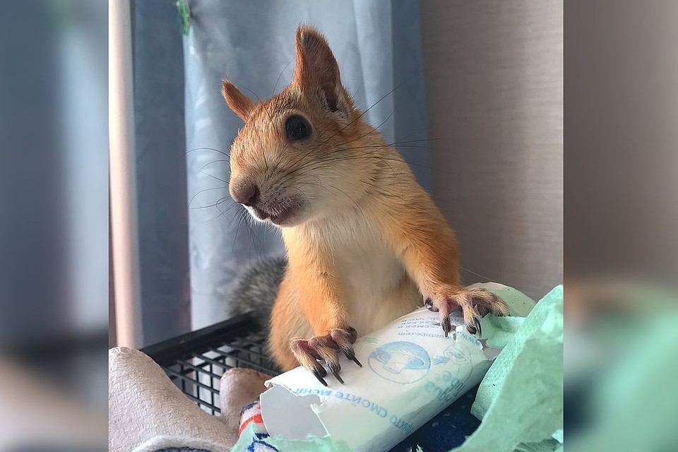 Рулон туалетной бумаги - одна из любимых игрушек Сони. Фото: instagram.com/squirrel_sonya.