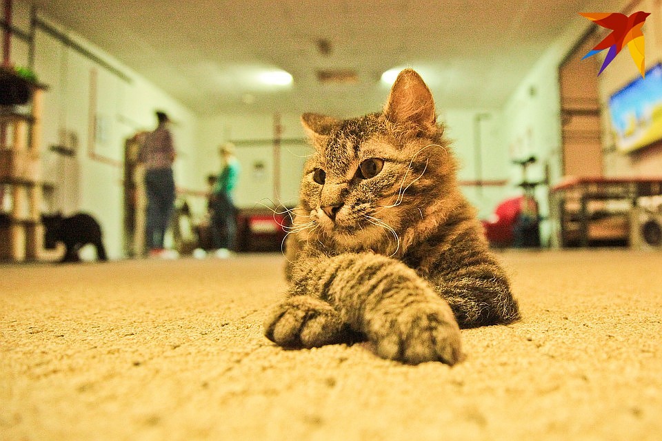 Коты очень фотогеничны.