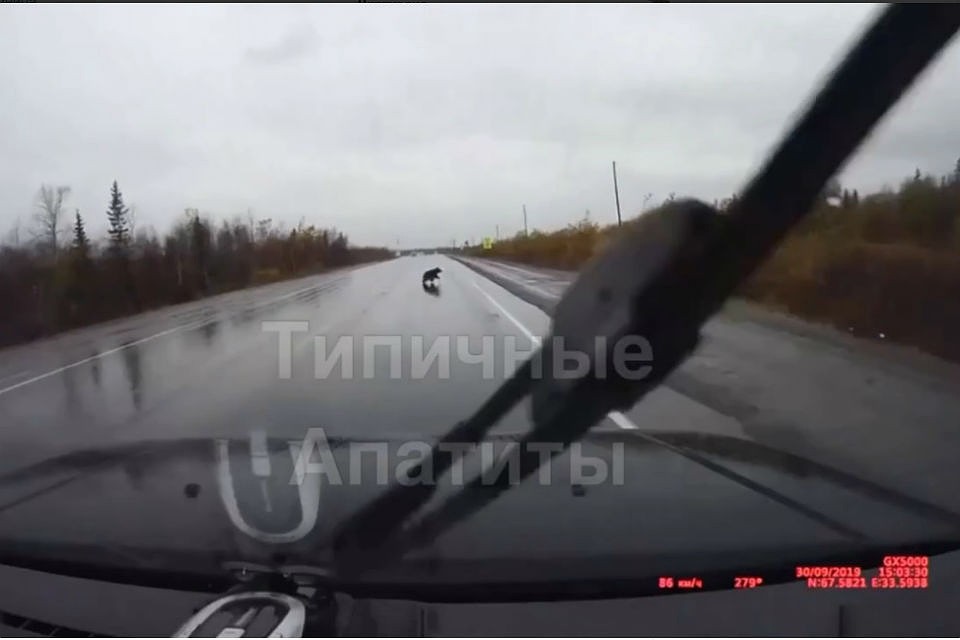Один медвежонок все-таки успел перебежать дорогу. Фото: скриншот видео