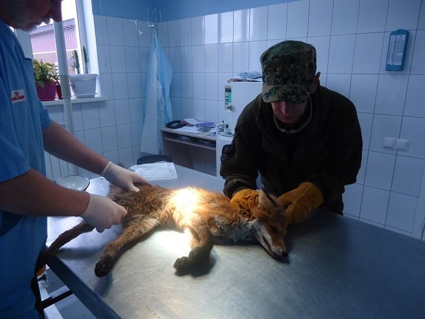 Фото: vk.com/vet_asv