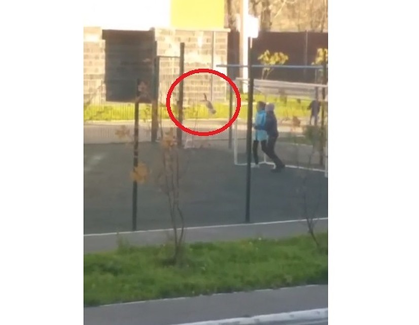 Стоп-кадр из видео
